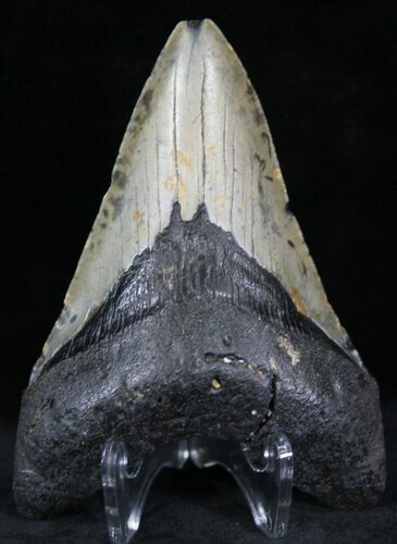 Bargain Megalodon Tooth - North Carolina #22939